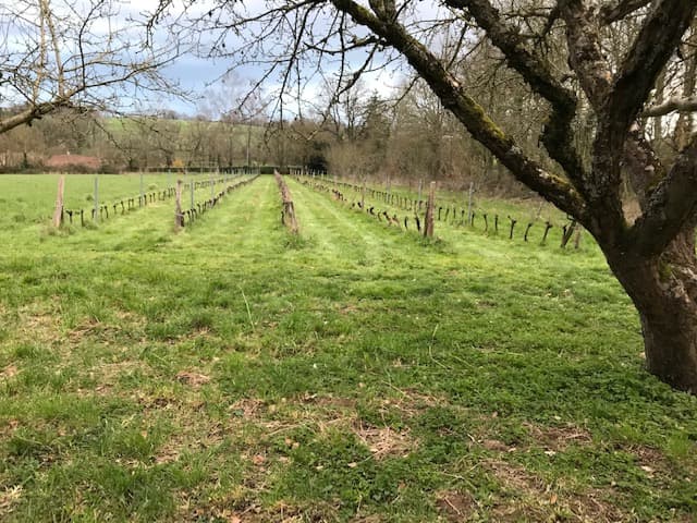 beaulieu-sous-bressuire-gite-albatros-Vigne en hiver