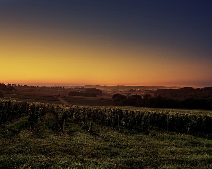 Vignerons de Buzet_Vignoble 2