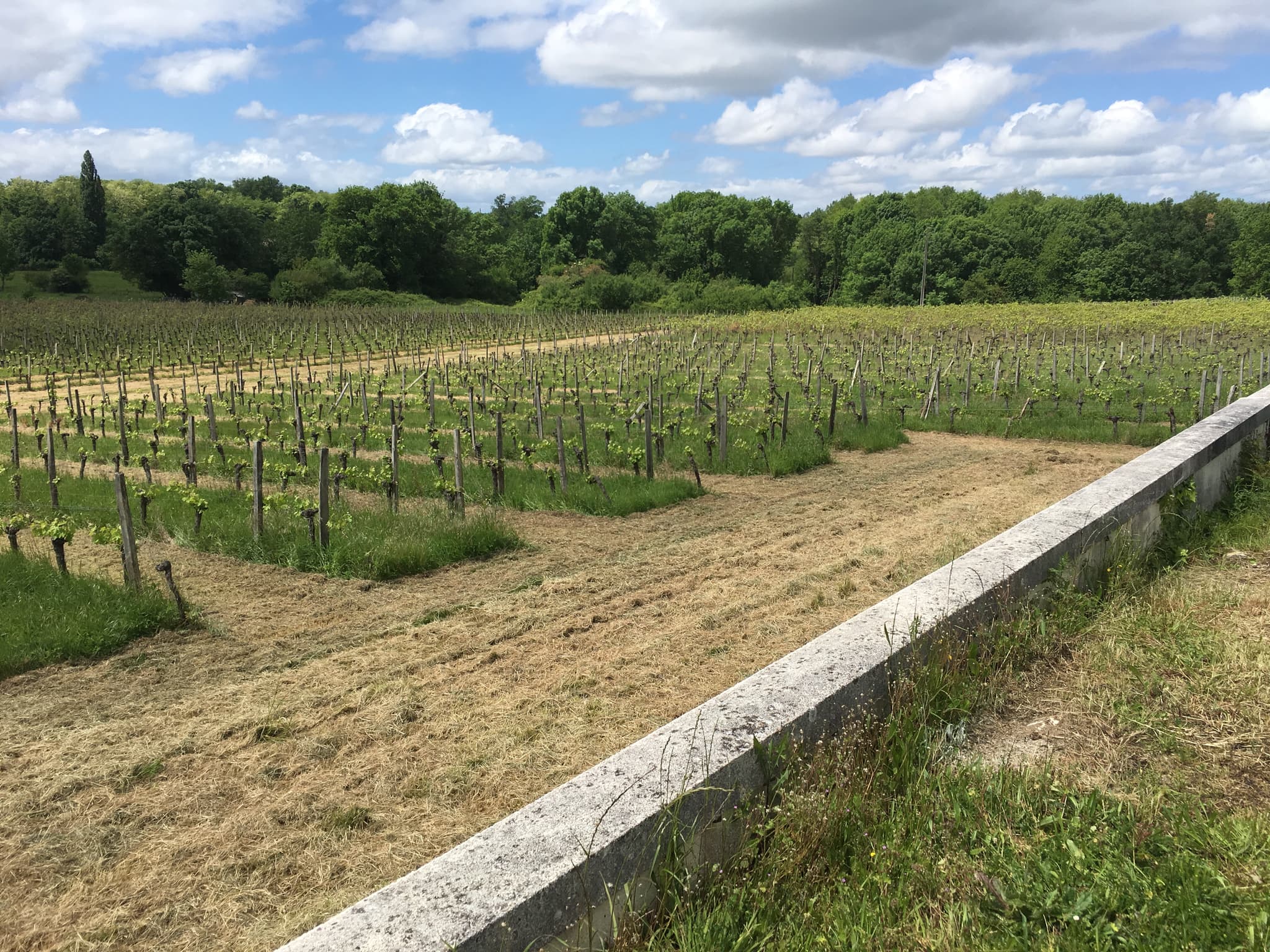 Vignes