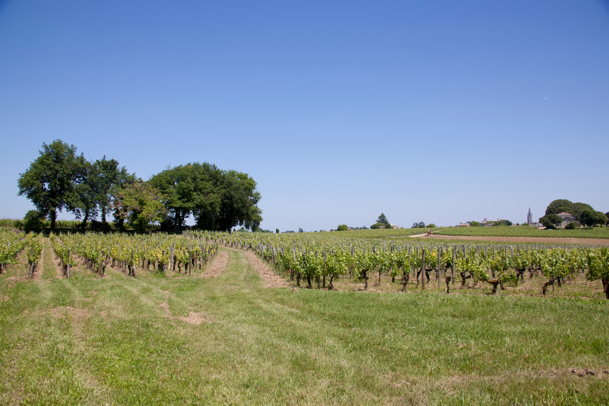 Vignes OB