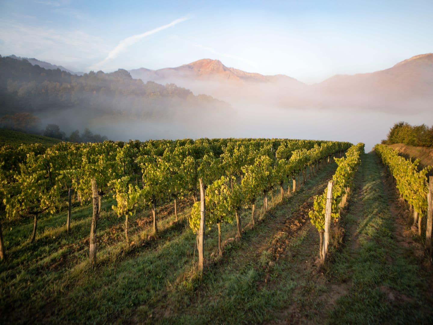 Vignoble Irouleguy - vue vignes