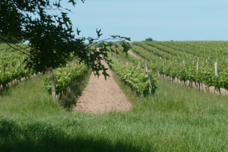 Vignoble Laguironde