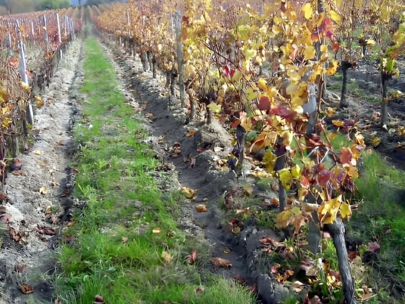 Vignobles Pestoury