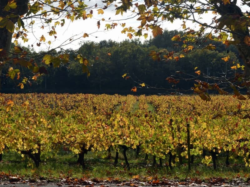 Vignobles Pestoury