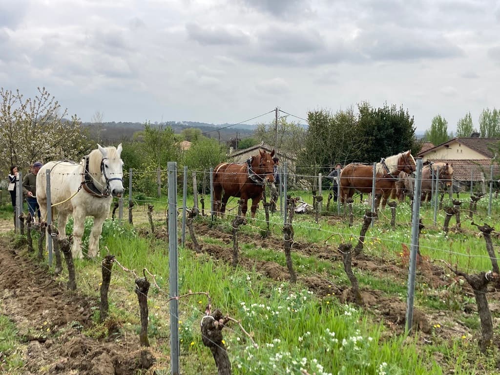 Vin-Expérience-Villefranche-de-lonchat-chevaux