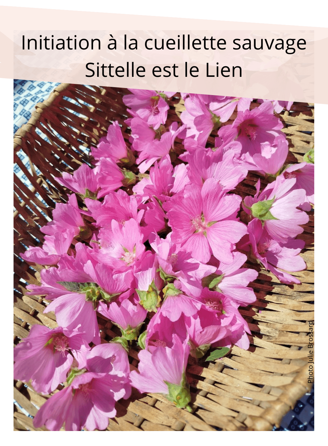 atelier cueillette _2