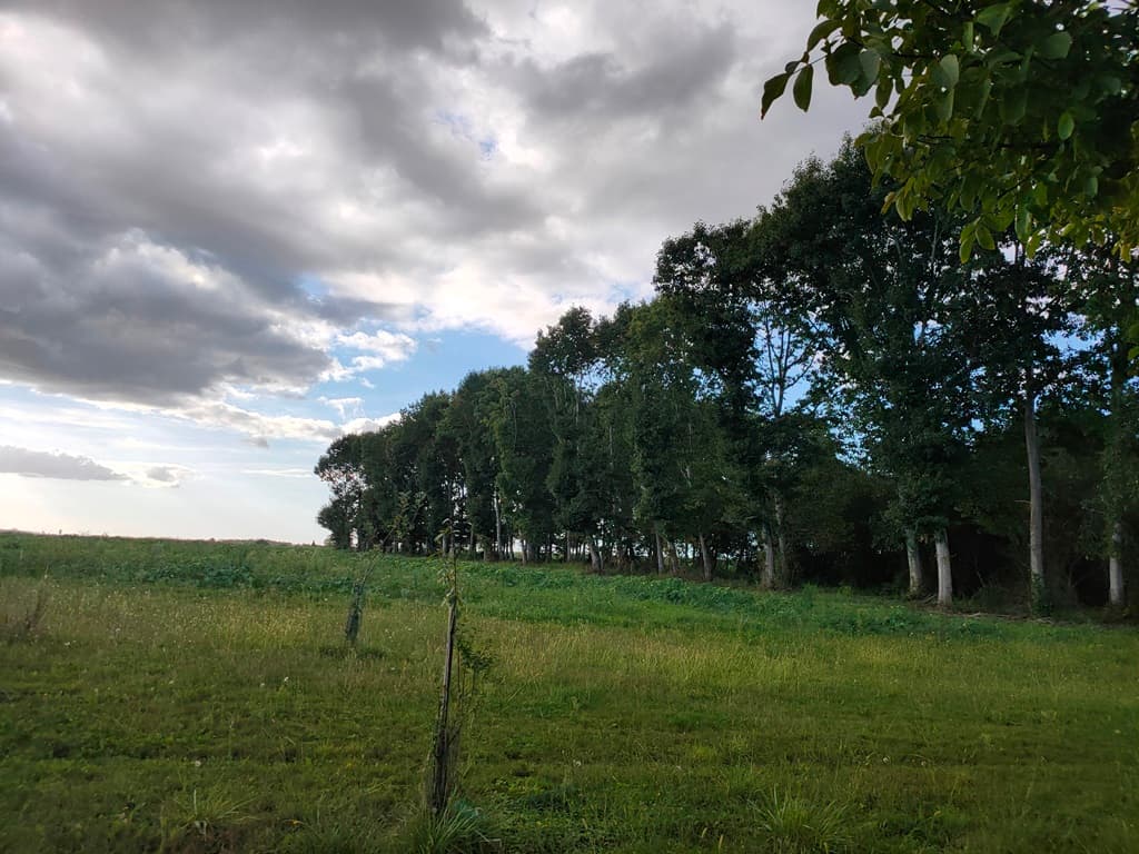 Vitte - vue bois