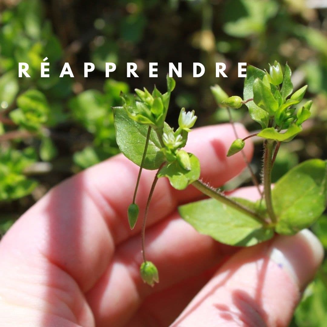 Vivent les herbes sauvages2 mars 2026