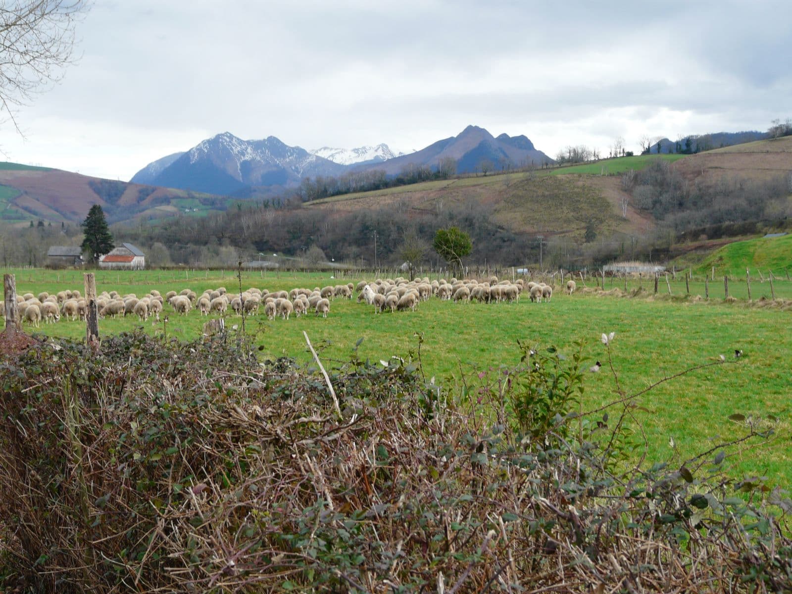 Vue depuis le gîte