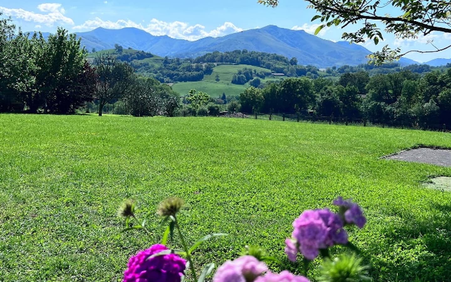 Vue fleurs