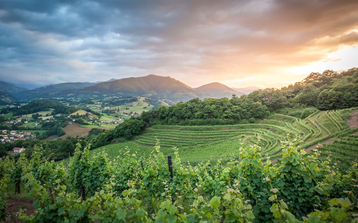 Vue vignes