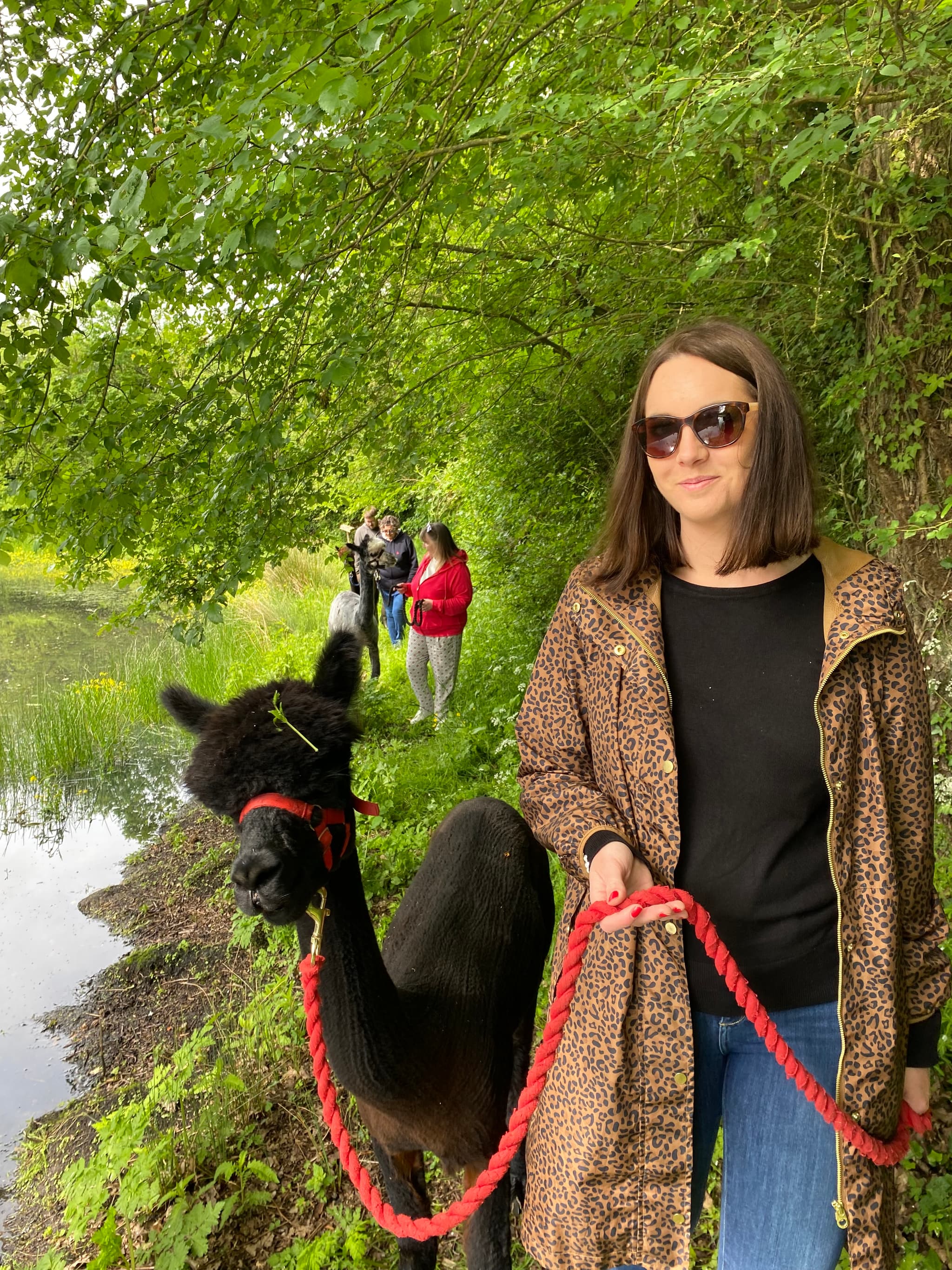 Walk alpaca