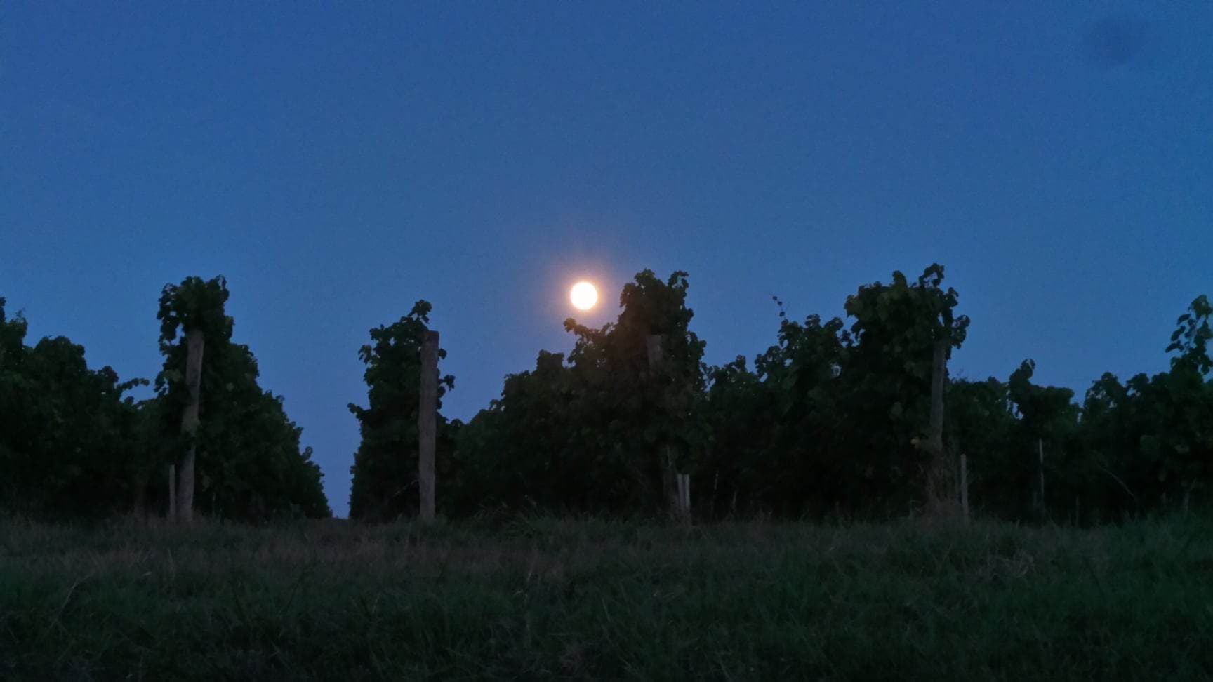 Wines & moon