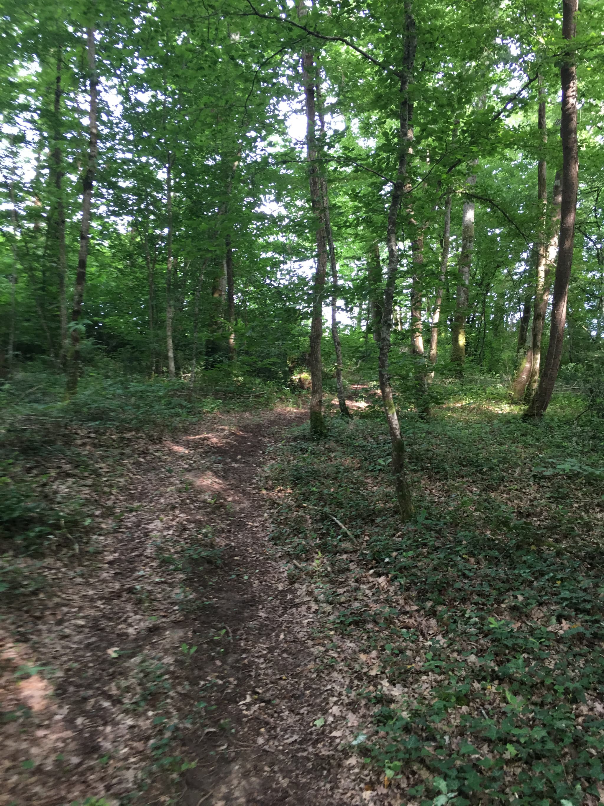 Woodland 2
