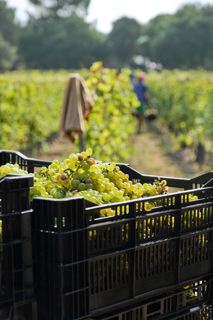 Le Chenin_DomainedelaPointe_OTILAS