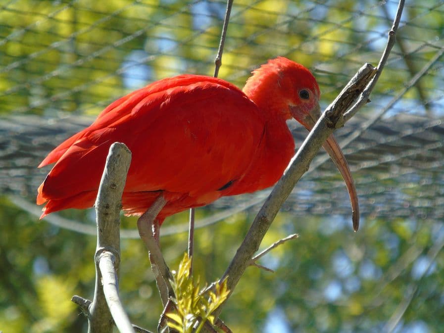 Zoo de Mescoules (1)