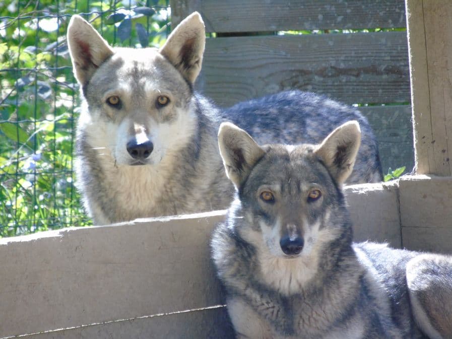 Zoo de Mescoules (10)