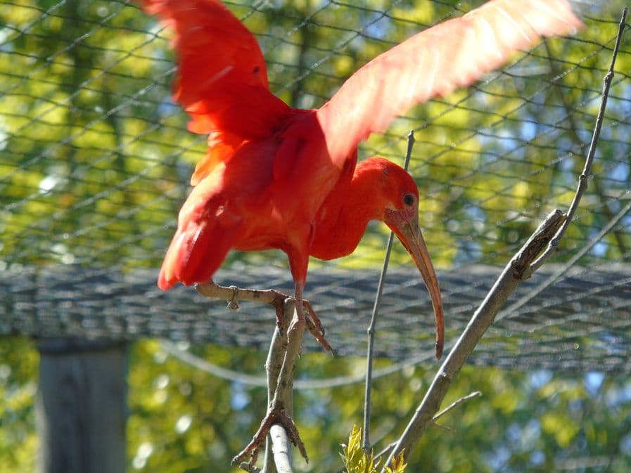 Zoo de Mescoules (11)
