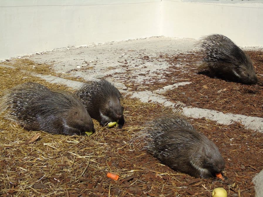 Zoo de Mescoules (3)