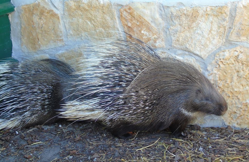 Zoo de Mescoules (4)