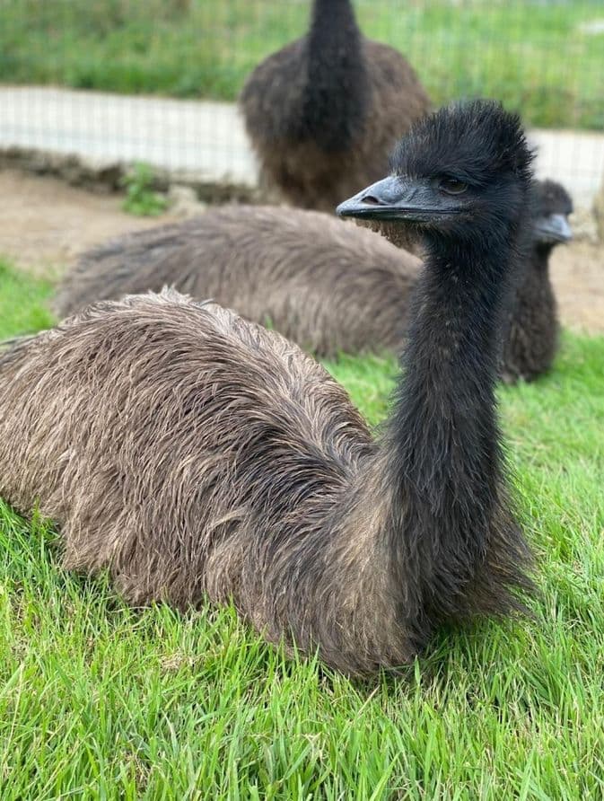 Zoo de Mescoules (5)