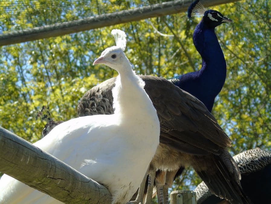 Zoo de Mescoules (9)