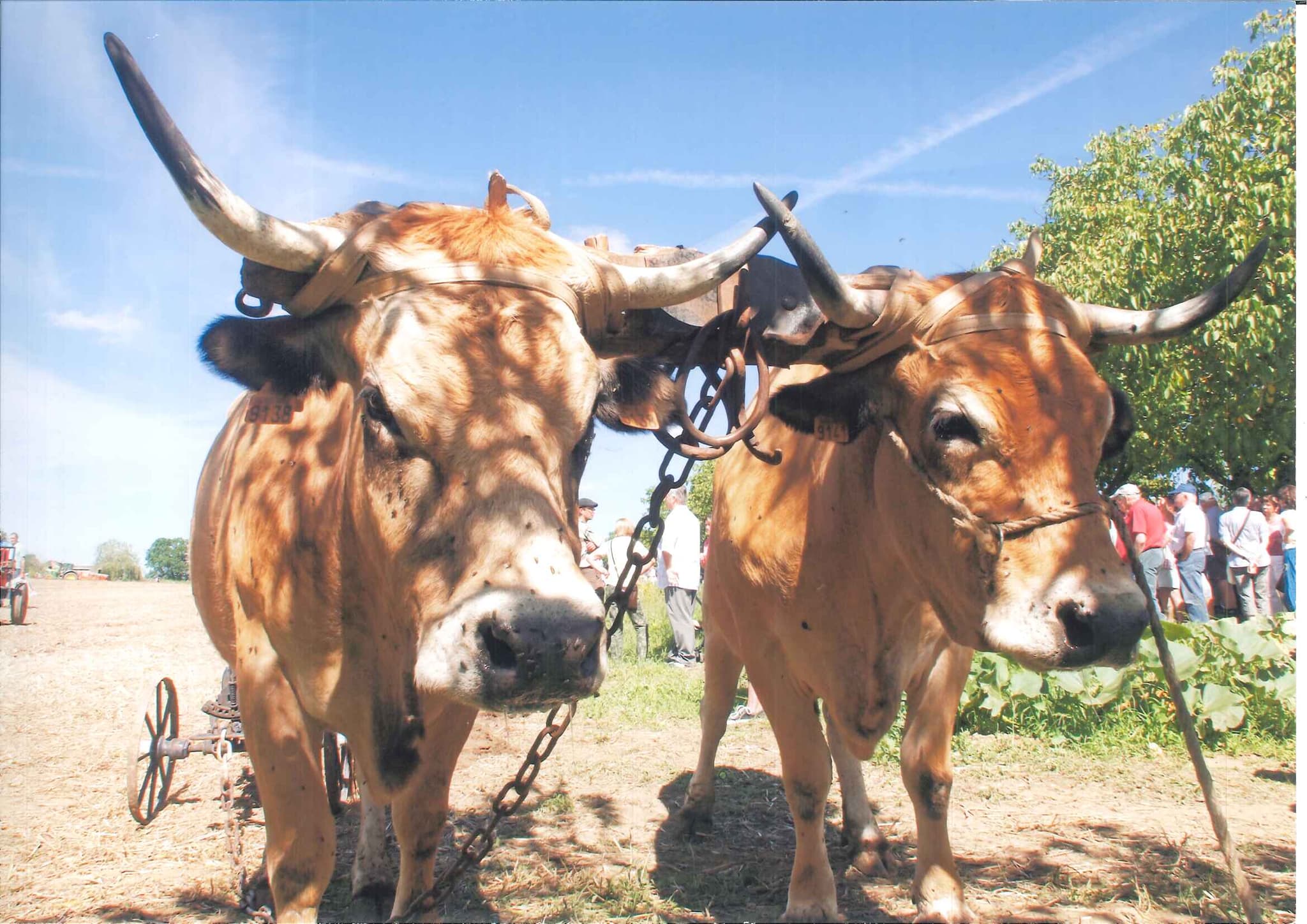 Comice agricole