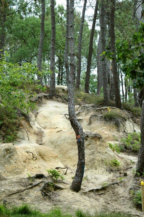 Forêt