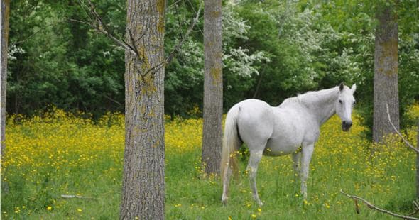Poney Club des Petites Rivières_2