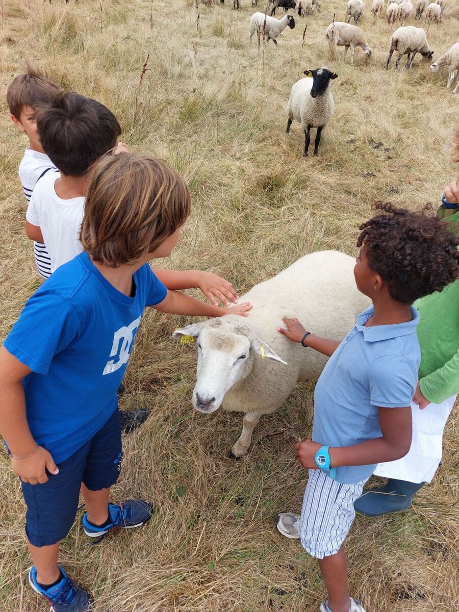 activité enfants ferme cinsi