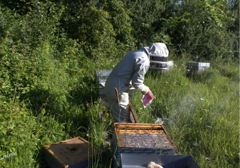 Abeilles-Picherie-Montpon 1