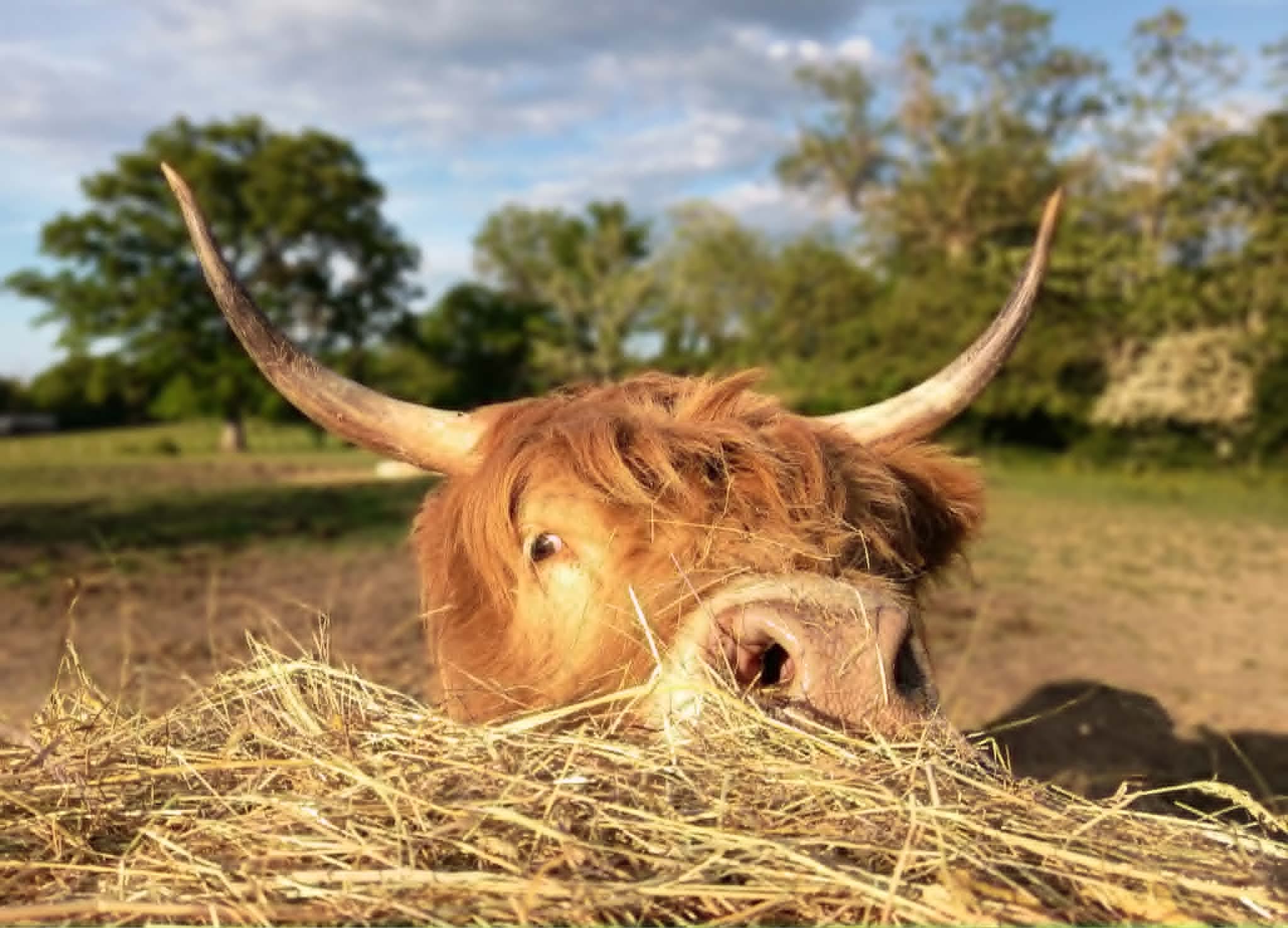 Harriet, vache Highland du Clos de l’Isop