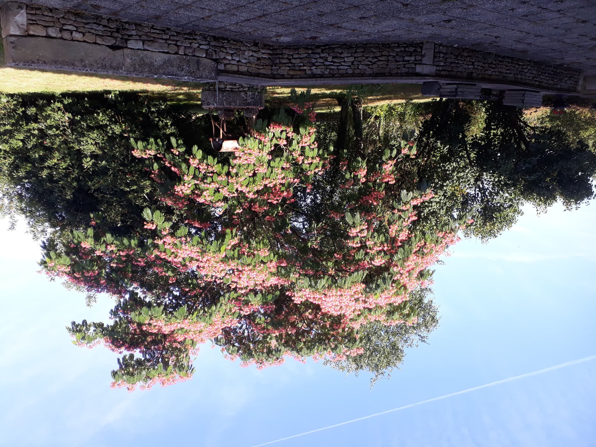 albizia