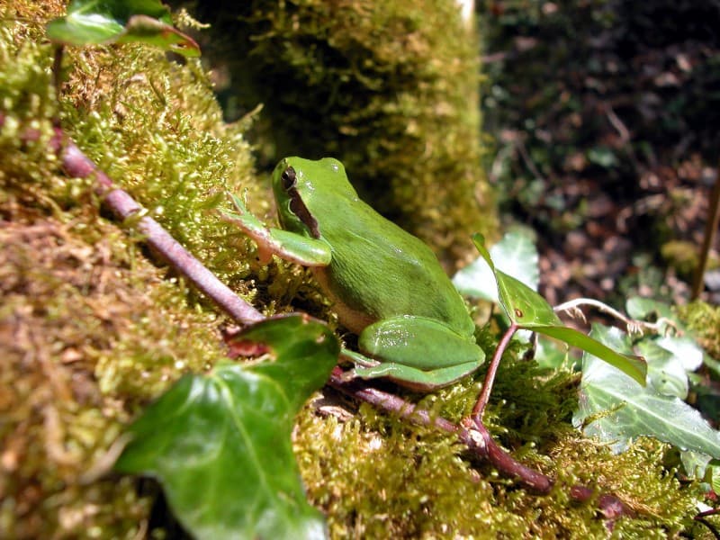 amphibien