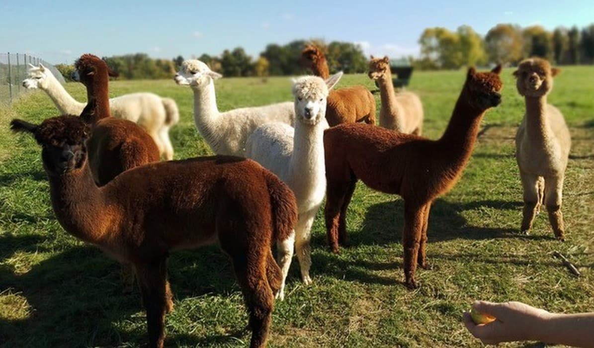 animalaine 2