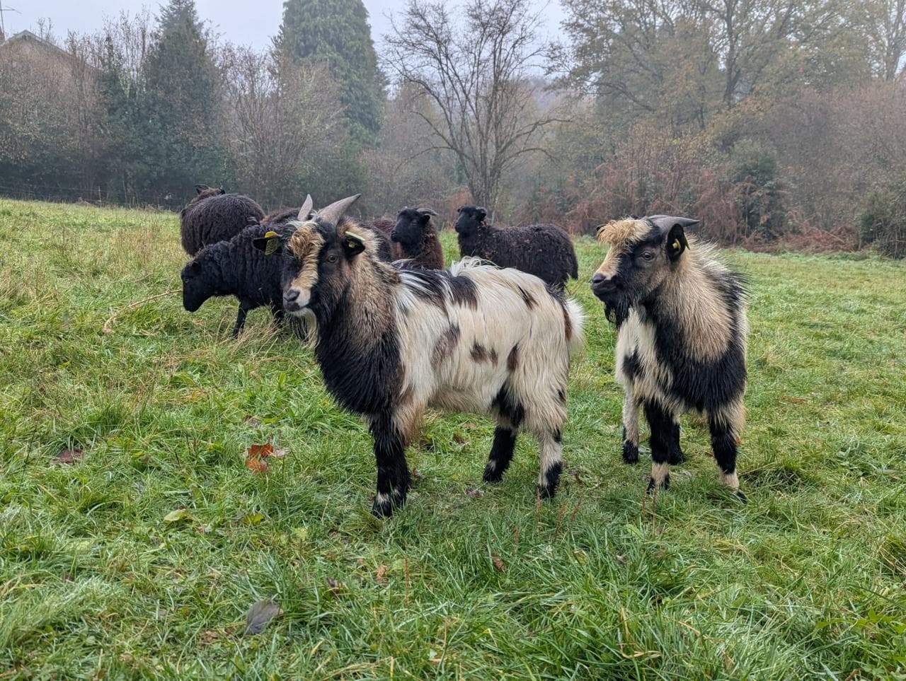 animaux de la ferme