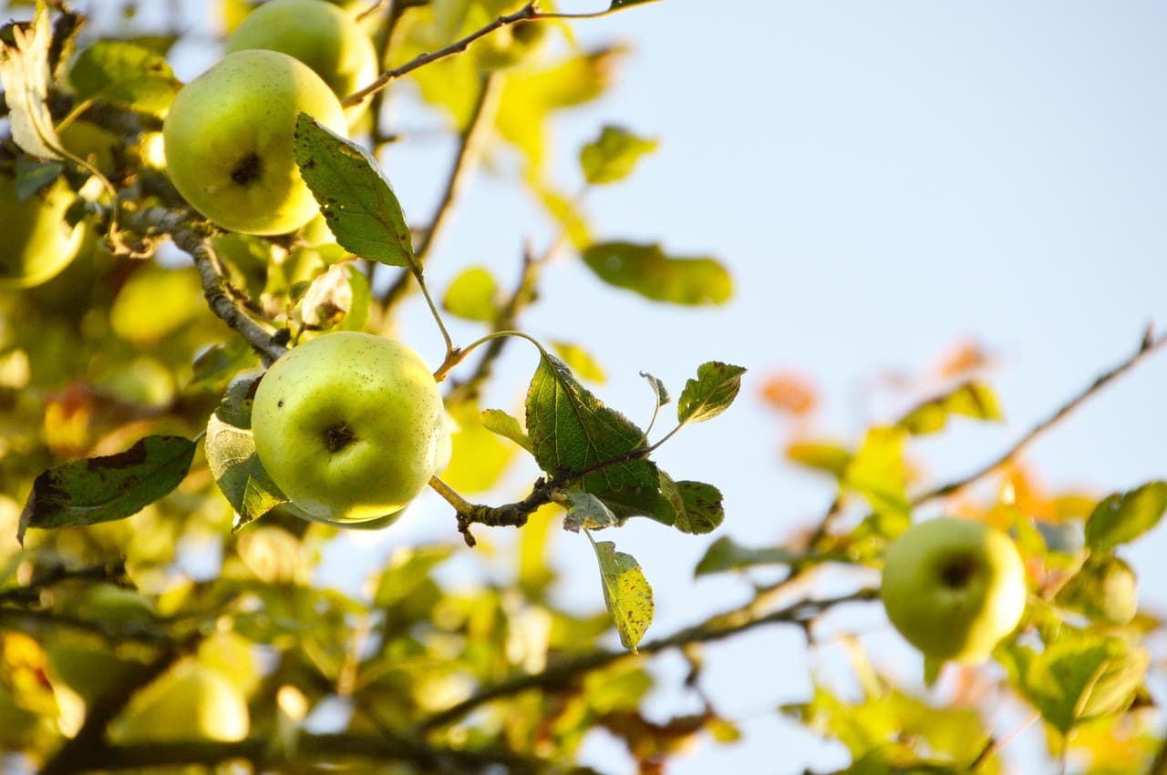 Pommier