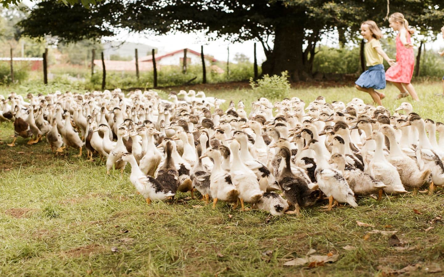 Ferme Arnabar - Elevage des canards