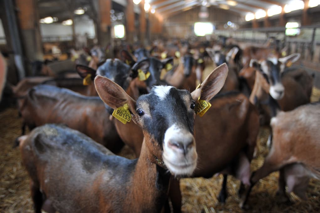 La ferme Georgelet