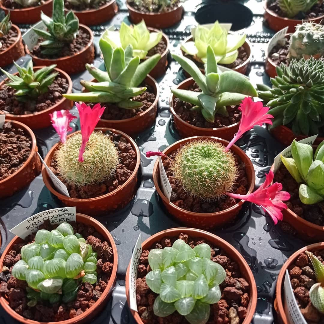 au-cactus-medocain1