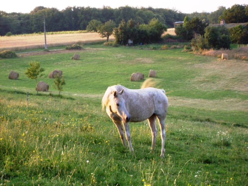 au-cheval-qui-brouste-prairie