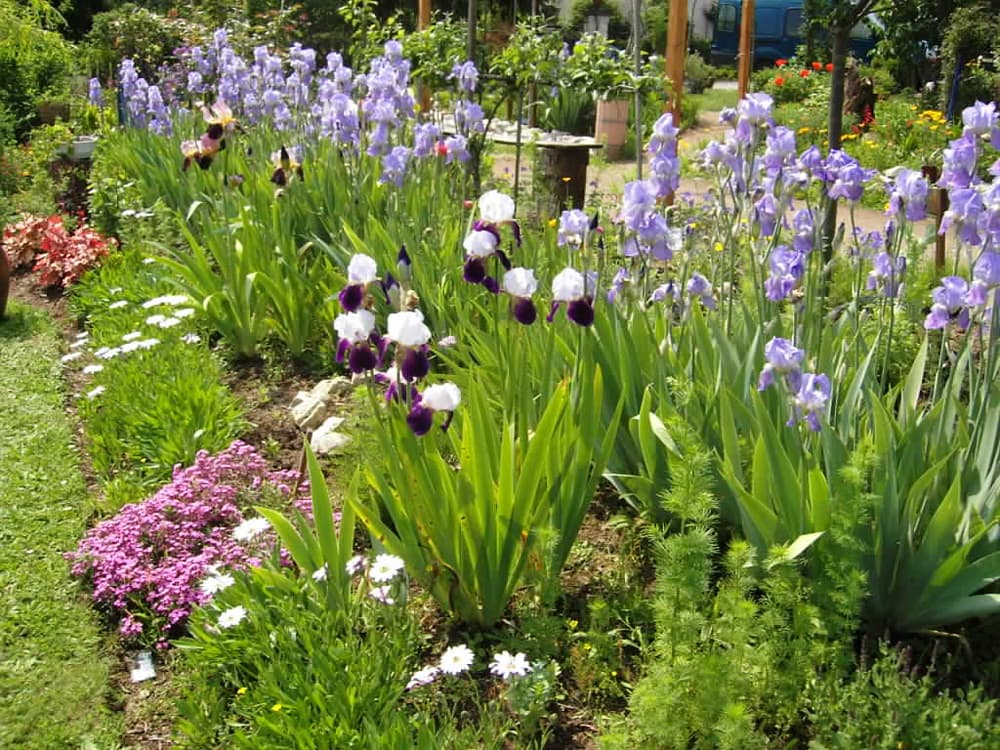 Le Paradis des Fleurs et des Oiseaux_2