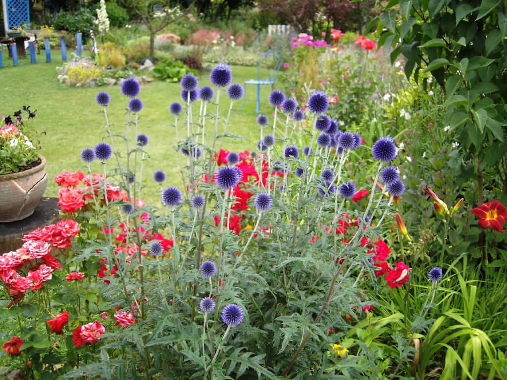 Le Paradis des Fleurs et des Oiseaux_3