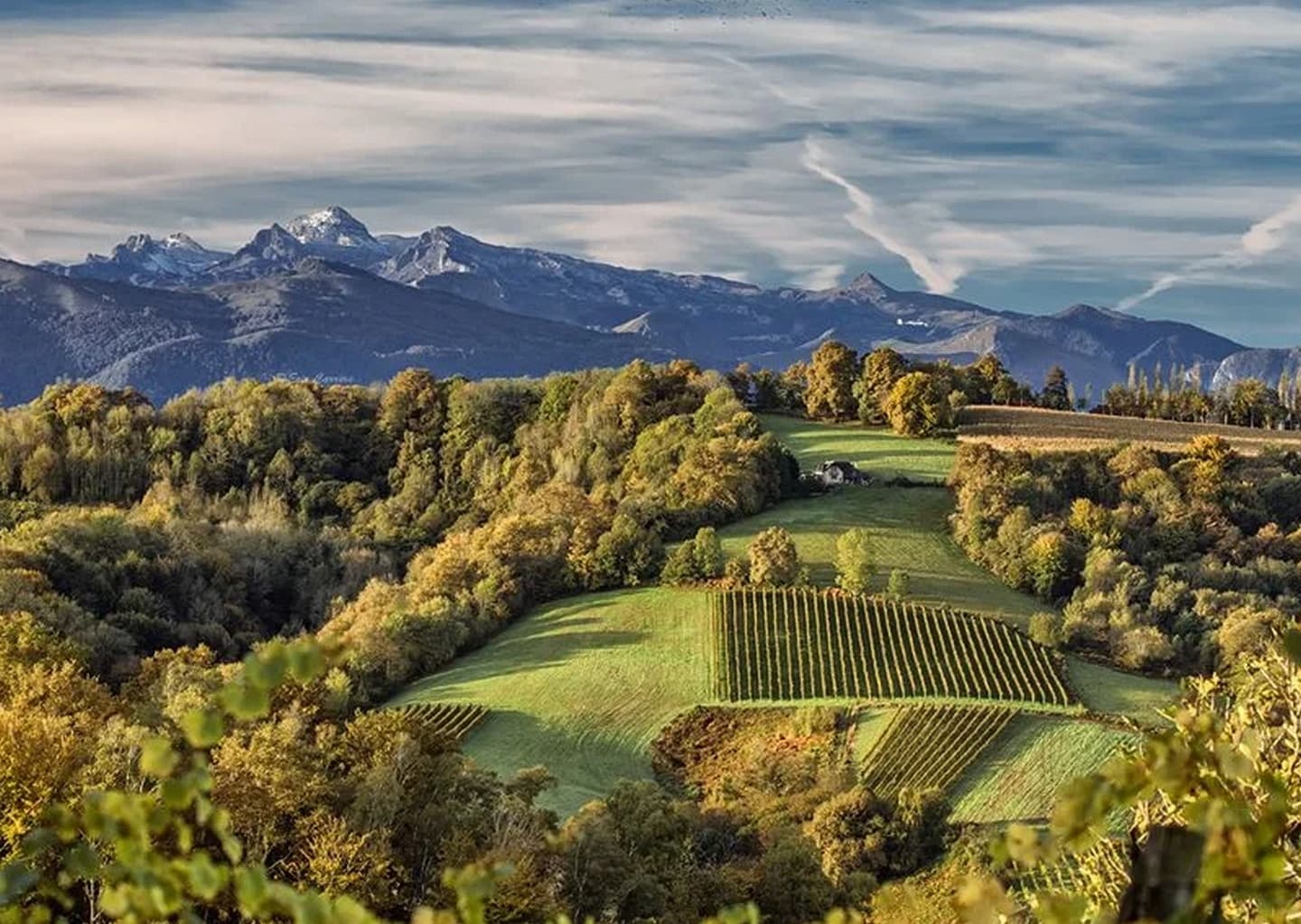 Domaine bazaillacq - Saint Faust - les vignes