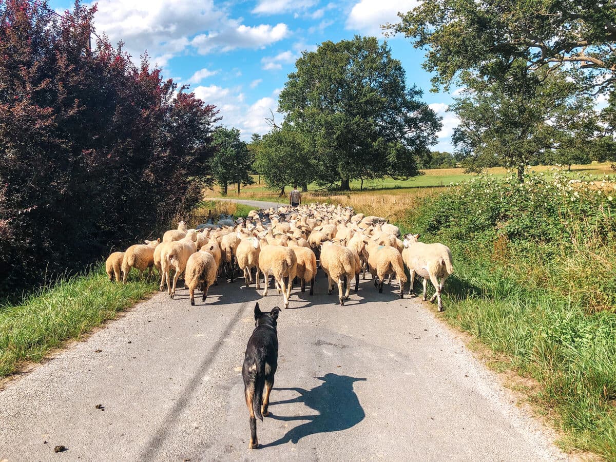 Mouton - Balade - Transhumance #OTPI