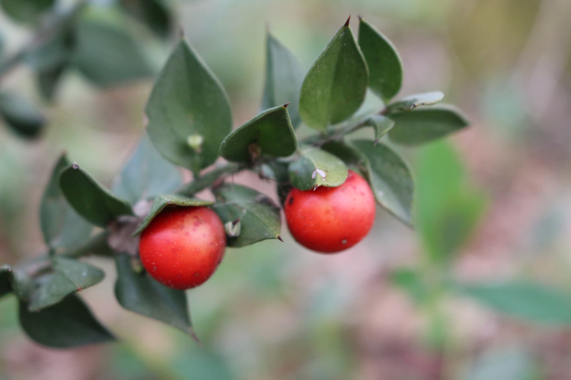balade-sensorielle-plantes-1