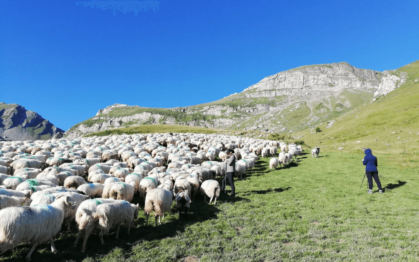transhumance bartnetxia