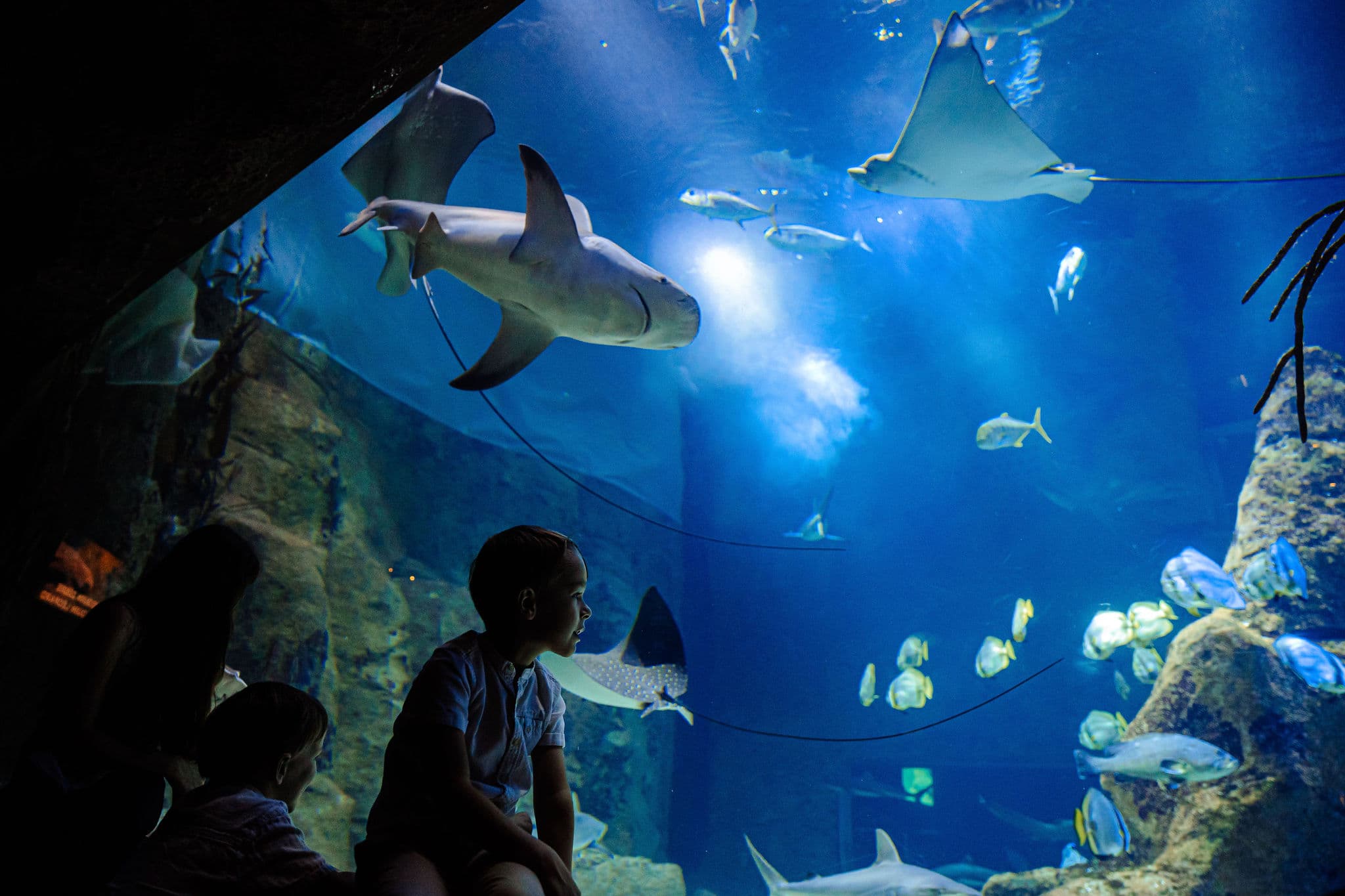 bassin-requin-crédit-delphine-pernaud