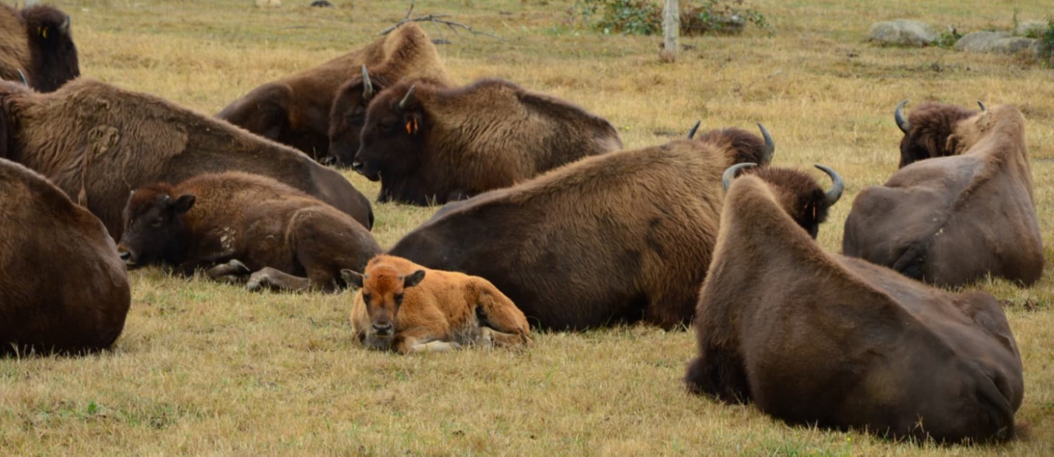 bébé bison (Moyen)