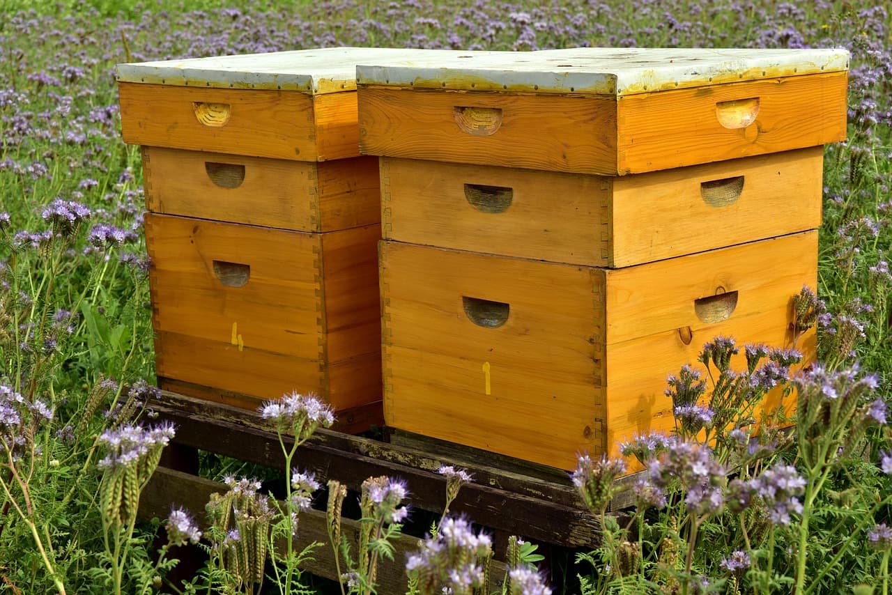 Ruches d'abeilles